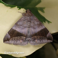 Bastilla amygdalis