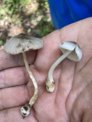 Volvariella nigrodisca