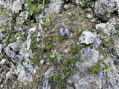 Campanula cochleariifolia