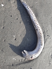 Gymnothorax favagineus