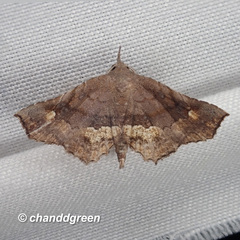 Throana pectinifer