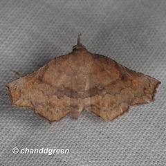 Throana pectinifer