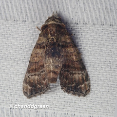 Chlumetia transversa