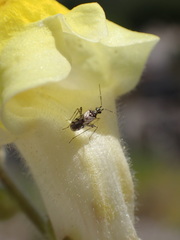 Dicyphus escalerae