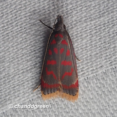 Dichomeris sandycitis