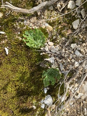 Androsace bulleyana