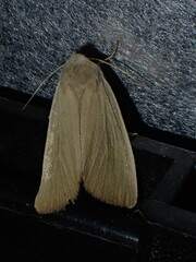 Arenostola phragmitidis