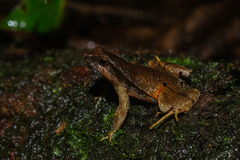 Physalaemus atlanticus