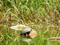 Trachemys callirostris