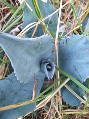 Agave flexispina