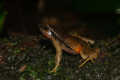 Physalaemus atlanticus