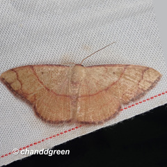 Pylargosceles steganioides