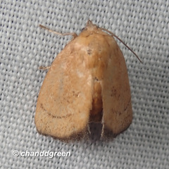 Spatulifimbria castaneiceps