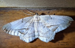 Chorodna metaphaearia