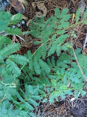 Desmanthus leptolobus