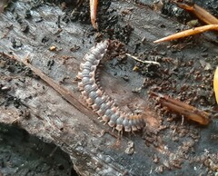 Polydesmus complanatus