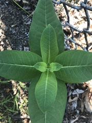 Asclepias syriaca