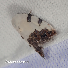 Casminola johannstumpfi