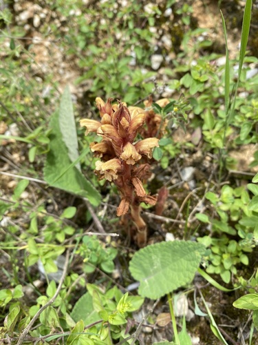 Orobanche grigorjevii · NaturaLista Mexico