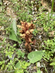 Orobanche grigorjevii