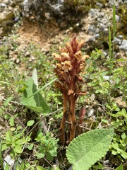 Orobanche grigorjevii