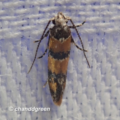 Promalactis lobatifera
