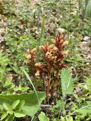 Orobanche grigorjevii