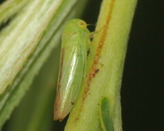 Idiocerus raphus