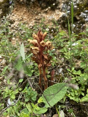 Orobanche grigorjevii