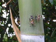 Notobitus meleagris