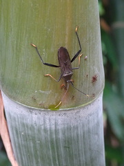 Notobitus meleagris