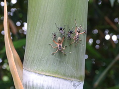 Notobitus meleagris