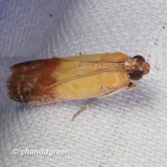Piesmopoda semilutea