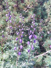 Aconitum plicatum