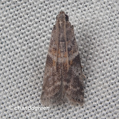 Sacculocornutia