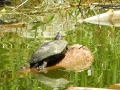 Trachemys callirostris
