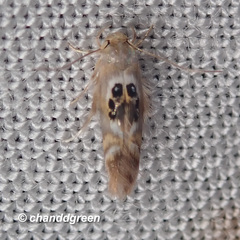 Hieromantis arcuata