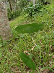 Passiflora sexocellata