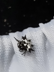 Gasteracantha kuhli