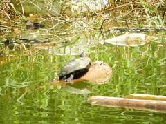 Trachemys callirostris