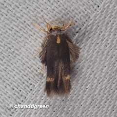 Stathmopoda masinissa