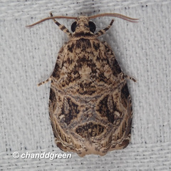 Phaecasiophora leechi