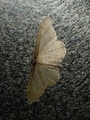 Idaea fuscovenosa