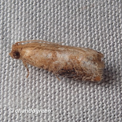 Lepteucosma fuscicaput