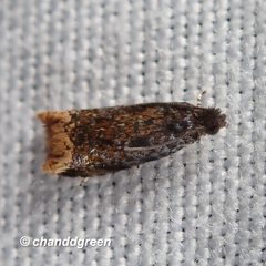 Pseudacroclita hapalaspis