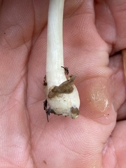 Volvariella nigrodisca