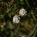 Phylica thunbergiana - Photo no hay derechos reservados, subido por melda