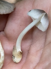 Volvariella nigrodisca