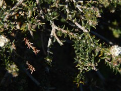 Phylica thunbergiana