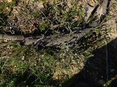 Phylica thunbergiana